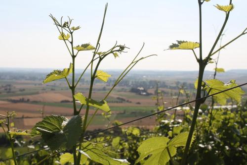 a view from a vineyard with green plants at Schwarzer Adler - Hotel Garni in Ipsheim