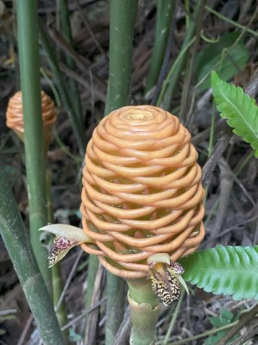 a tall plant with a brown spiral shaped flower at Kakao Lodge & Garden Río Celeste in Bijagua
