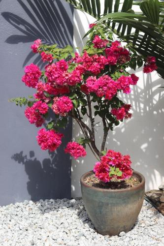 a potted plant with pink flowers in a pot at Villa Beau Rivage in Bachok