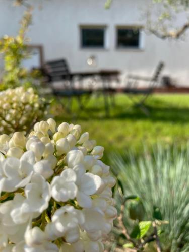 a bunch of white flowers in front of a house at Kochstedter Wohnstuben - Wohnen mit Naturbaustoffen in der Bauhausstadt Dessau in Dessau