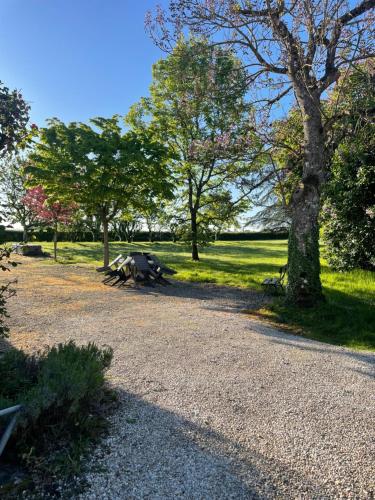 a tree sitting on the side of a gravel road at Charmant gîte arboré in Champignelles