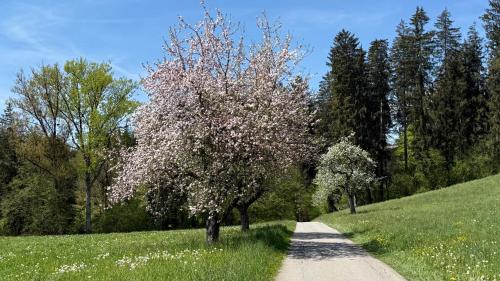 Příroda nedaleko apartmánu