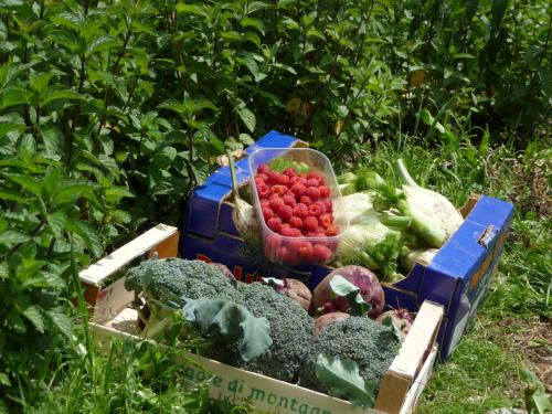 a box full of vegetables sitting in the grass at Gasthof Gemse in Planol