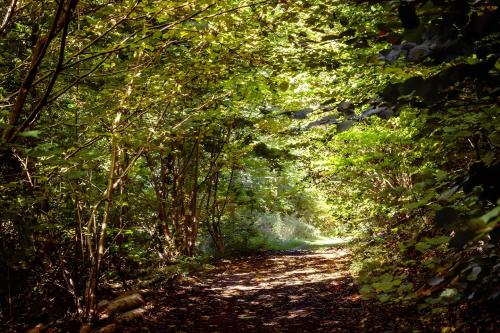 a dirt road through a forest with trees at Fewo Waldfeeling in Brilon