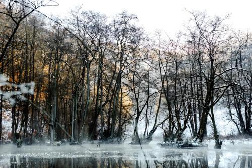 a group of trees with snow on the water at Fewo Waldfeeling in Brilon