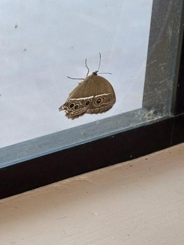 a brown butterfly sitting on a window sill at Rumah Singgah in Kampong Tengah