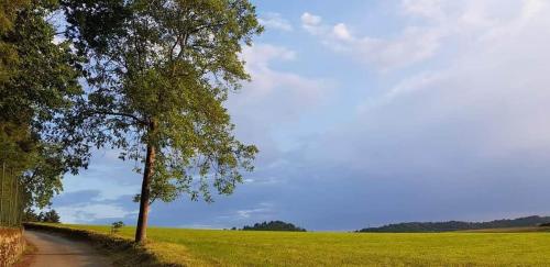a tree on a dirt road next to a field at The Lake House in Viverone