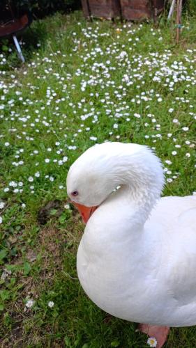 a white swan sitting in the grass with flowers at Agriturismo campagna in compagnia in Vallo di Nera