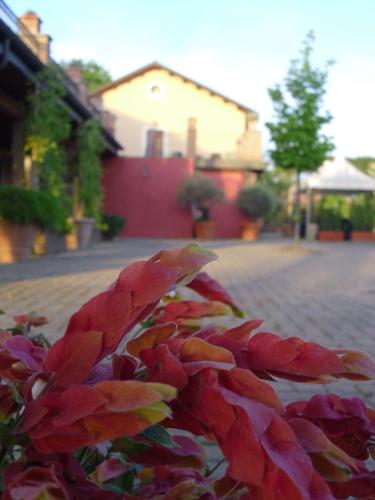 a plant with red leaves on the side of a street at Luxardotel in Rome