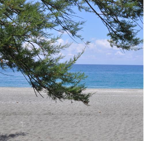 un árbol en una playa con el océano en el fondo en B&B Fronte mare, en Belmonte Calabro
