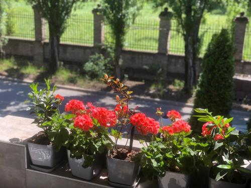 Ein Garten an der Unterkunft Apartments Dunja