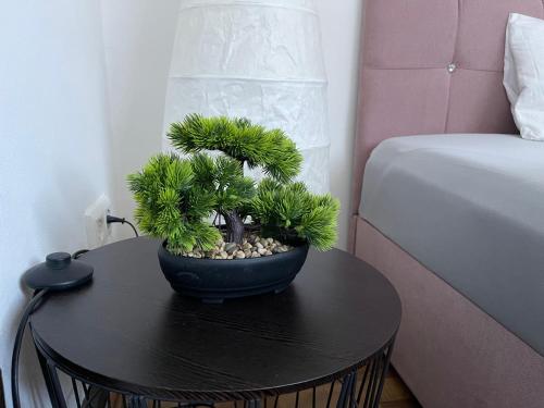 a small pine tree sitting on a table next to a bed at Bequemes Einzelzimmer im Herzen von Kassel in Kassel