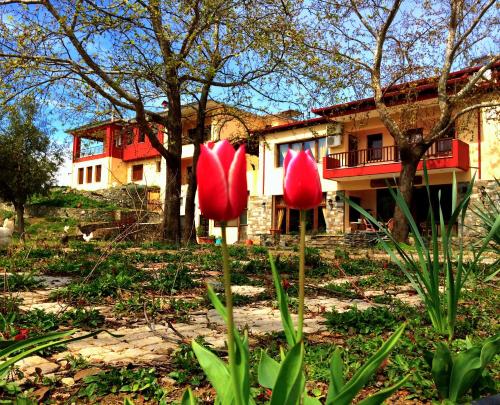two red flowers in front of a house at Evridiki in Vergina