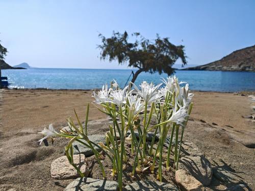 a plant with white flowers on a beach at Diana's Luxury Suites in Kithnos