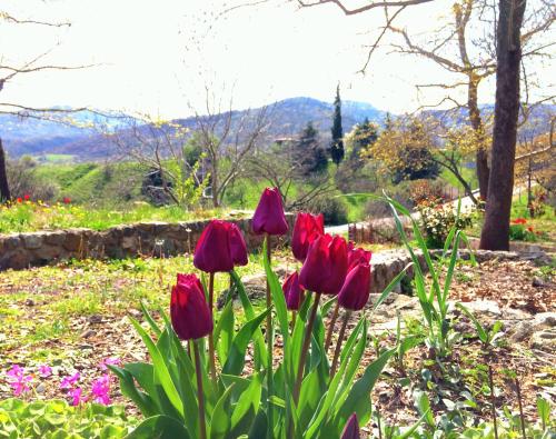 a group of red tulips in a garden at Evridiki in Vergina