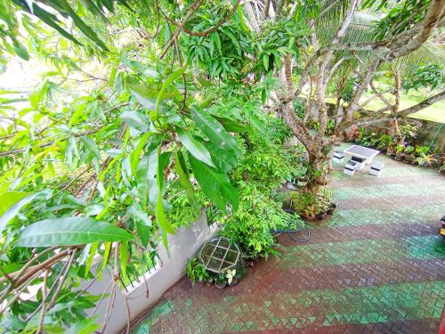 a garden with a bench and trees and plants at Bluebell Villa Mirissa in Kamburugamuwa