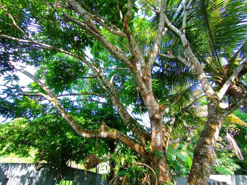 a tree with lots of branches and leaves at Bluebell Villa Mirissa in Kamburugamuwa