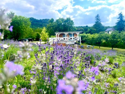 a field of purple flowers with a bench in the background at Tiny House at lake Balaton in Kisapáti