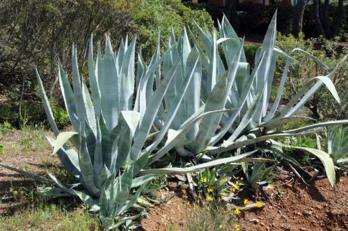 a green agave plant in a garden at Hotel Capo Sud in Lacona