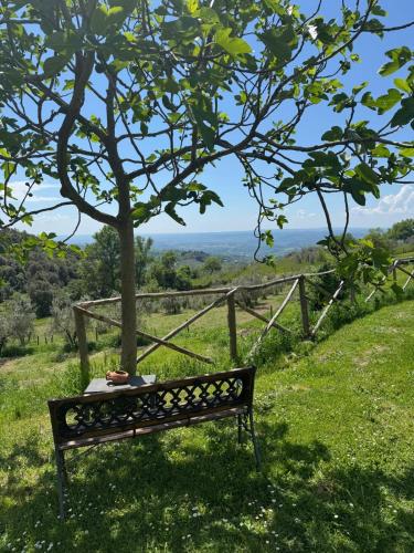 a bench sitting in the grass under a tree at Casa Franceschini in Poggio Mirteto