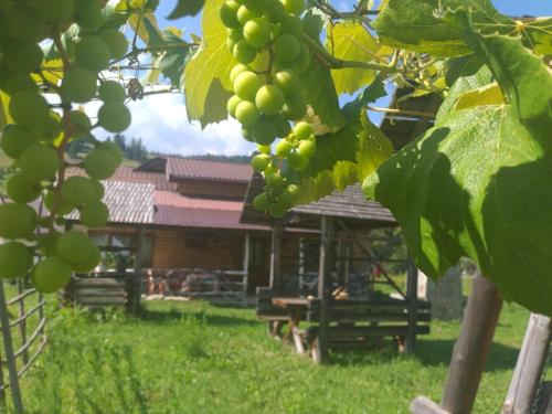 Foto dalla galleria di Complex de pensiuni si casute -Debarcader Ceahlau a Ceahlău