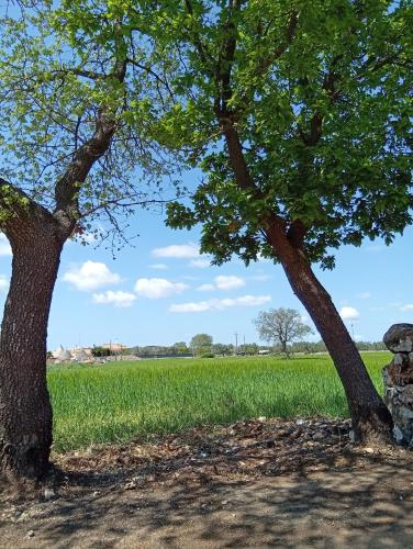 two trees in front of a field of grass at Al Settimo Chilometro in Gioia del Colle