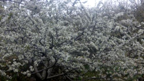 a flowering tree with white flowers on it at Antigua Posada, Valle del Jerte in Tornavacas