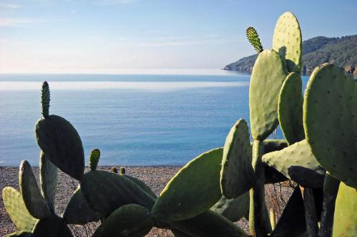 a cactus with the ocean in the background at Hotel Capo Sud in Lacona