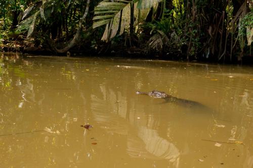 a alligator floating in the water in a river at Hotel El Icaco Tortuguero in Tortuguero