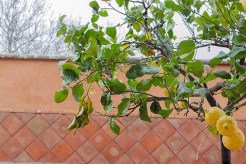 a tree with lemons on it in front of a fence at La Dimora degli ulivi in SantʼAlfio
