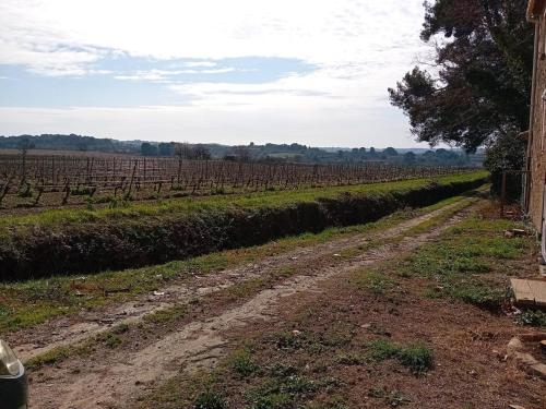 un chemin de terre à côté d'un champ de vignes dans l'établissement Appartement neuf dans domaine viticole, à Montagnac