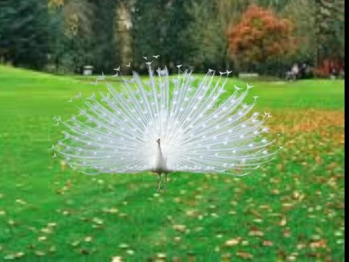a white peacock is standing in the grass at RMK FARM HOUSe in Murree