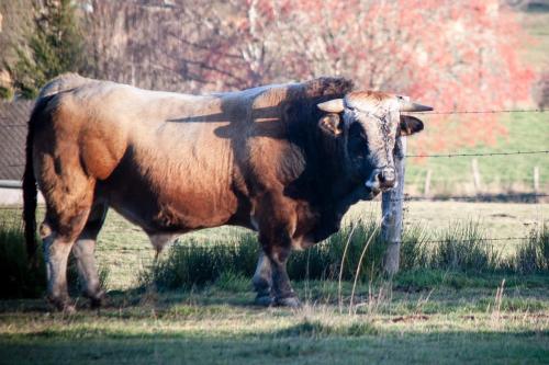 a large brown bull standing in a field at L'Oustalou - Suite de 19m² aux portes de l'Aubrac in Aumont-Aubrac