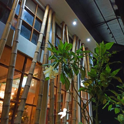 a plant in front of a building with bamboo at Manu Gallito de las Rocas in Pillcopata