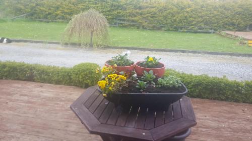 three potted plants sitting on a table in a garden at Ely House B&B in Shannonbridge
