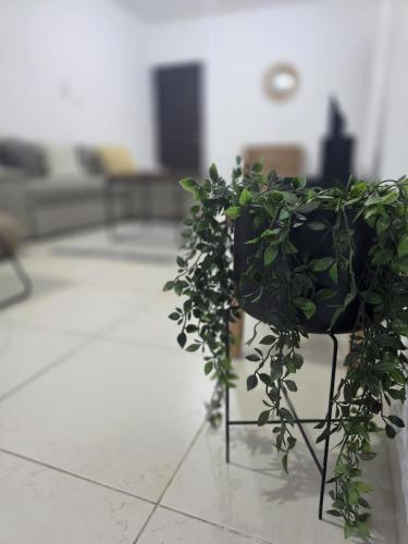 a plant on a chair in a living room at Epicurian Residence in Nicosia