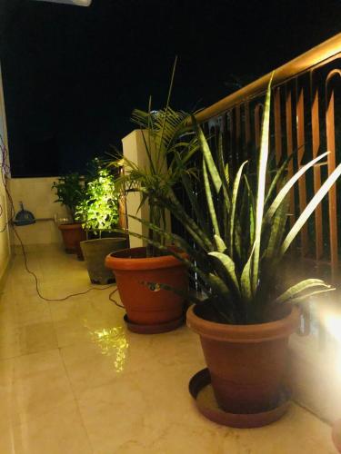 a group of potted plants sitting on a balcony at Tattva Luxurious apartment in Varanasi