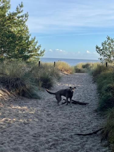 Haiwan peliharaan atau haiwan-haiwan peliharaan yang menginap dengan tetamu di Glücklich am Strand - Ruhe im Kiefernwald mit Terrasse & Hund willkommen