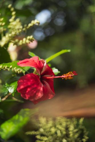 a red flower is on a tree branch at Nubá Boutique Hostel Palomino in Palomino