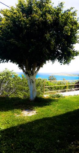 a tree in the grass with the ocean in the background at Marathi Panorama Rooms in Marathi