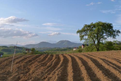 a field of dirt with a tree in the background at Guest House Eco Vila Mila in Rogaška Slatina
