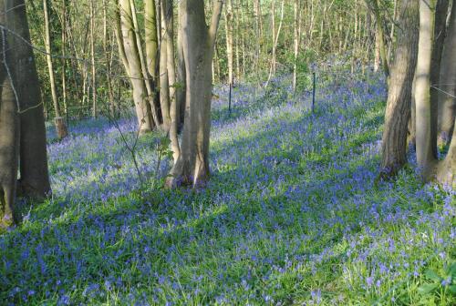 a carpet of blue flowers in the woods at Chambres d'hôtes La Tribu in Quévreville-la-Poterie