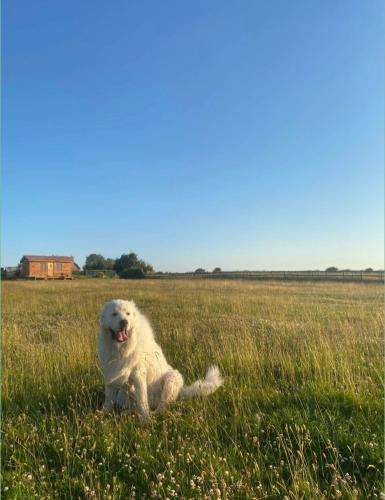 a white dog laying in the grass in a field at The Goose lodge in Calveley