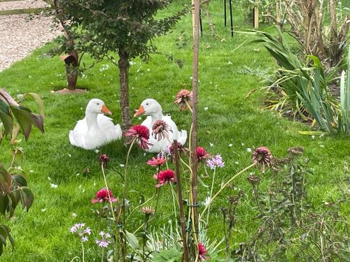 three white ducks sitting in the grass near flowers at The Goose lodge in Calveley