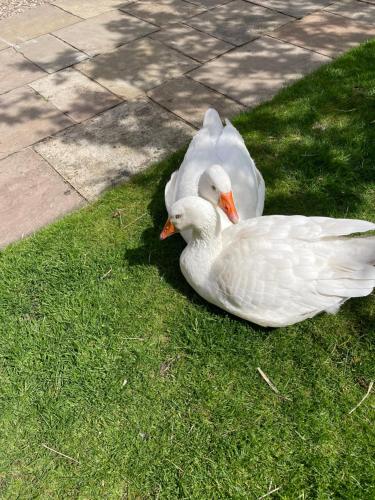 two white ducks sitting on the grass at The Goose lodge in Calveley