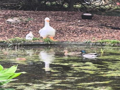 別荘の敷地内または近くにいる動物