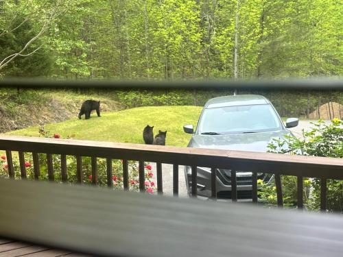 three black bears standing next to a car at Beary Tale! Your happily ever after starts here! in Sevierville