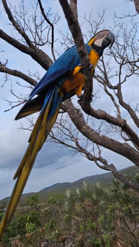 a colorful bird perched on a tree branch at Kalu Oká in Alto Paraíso de Goiás