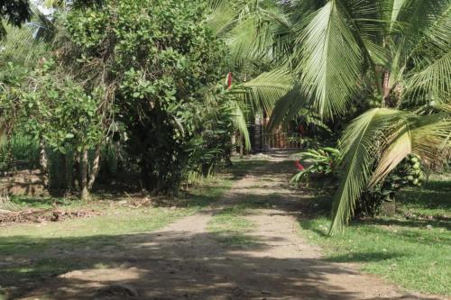a dirt road through a bunch of palm trees at Vocaré Finca Agroecológica in Upala