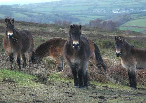 a herd of horses standing on top of a lush green hillside at The White Horse Inn in Washford